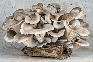 菌菇食用菌鲜味摄影图