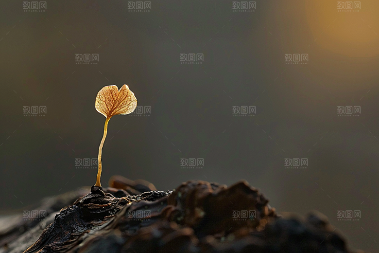 菌菇山野采菌子摄影图