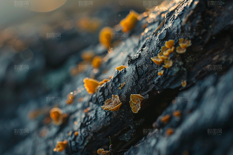 菌菇菌类蘑菇摄影图