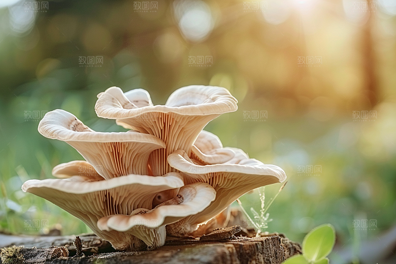 菌菇美食采菌子摄影图