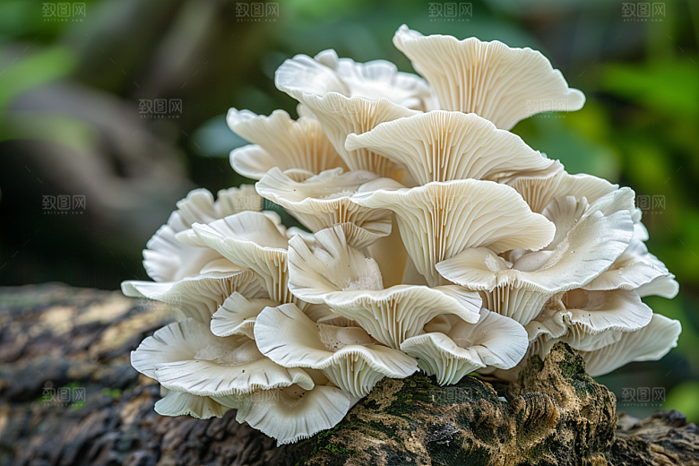 菌菇鲜味山珍摄影图