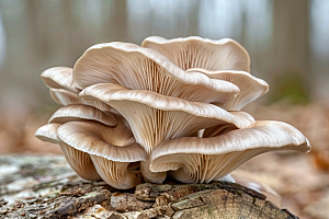 菌菇菌类山林摄影图