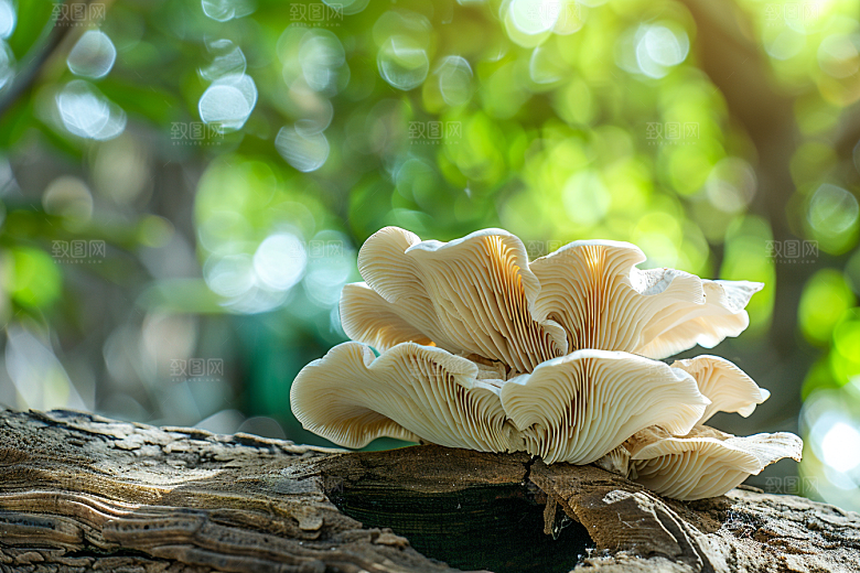 菌菇新鲜美味摄影图