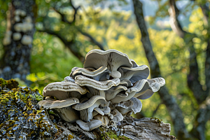 菌菇新鲜采菌子摄影图