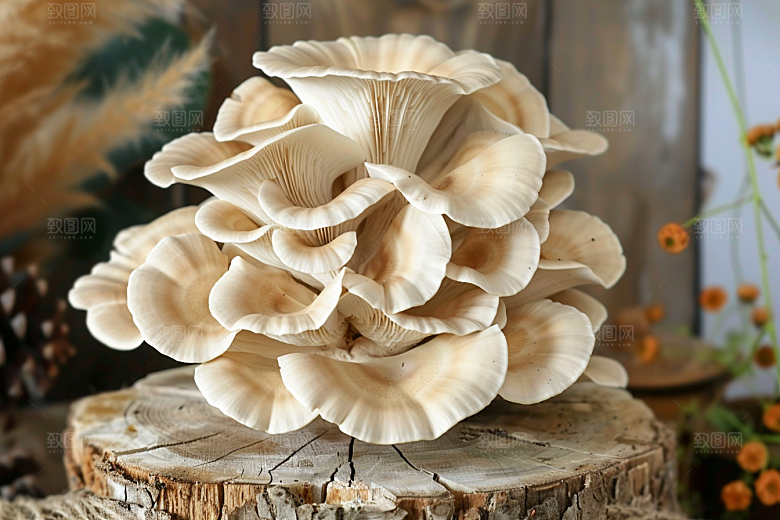 菌菇山野美食摄影图