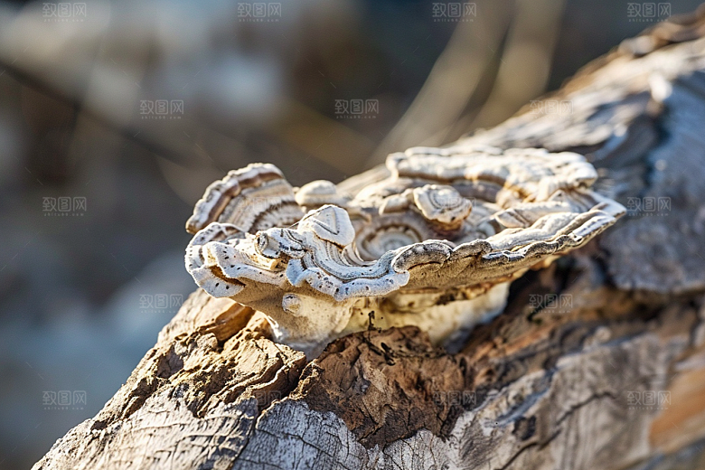 菌菇采菌子食用菌摄影图