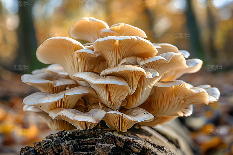 菌菇山林新鲜摄影图