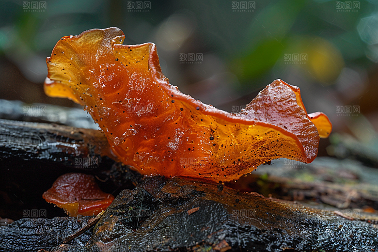 菌菇鲜味山林摄影图