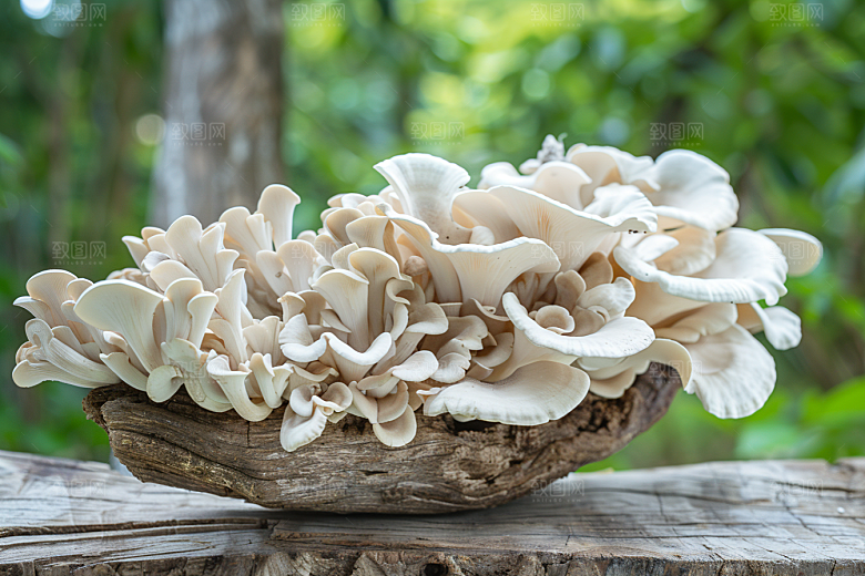 菌菇山珍美食摄影图