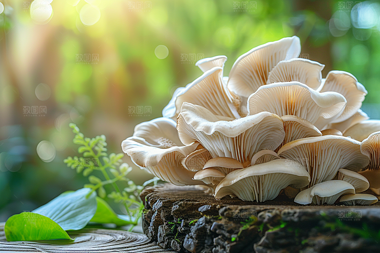 菌菇食材山野摄影图