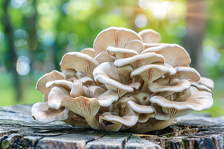 菌菇山林高清摄影图