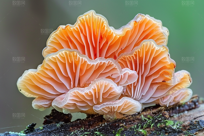 菌菇美食新鲜摄影图