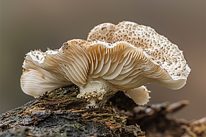 菌菇采菌子山野摄影图