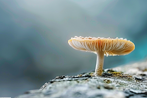 菌菇鲜味山珍摄影图