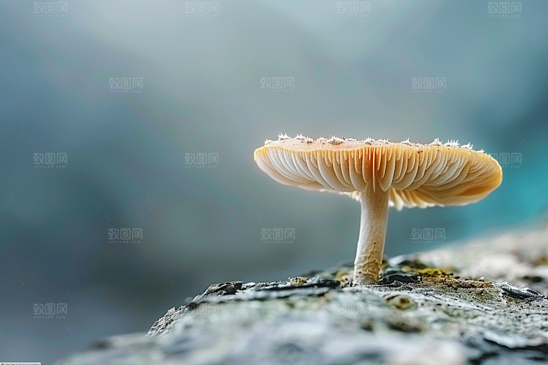 菌菇鲜味山珍摄影图