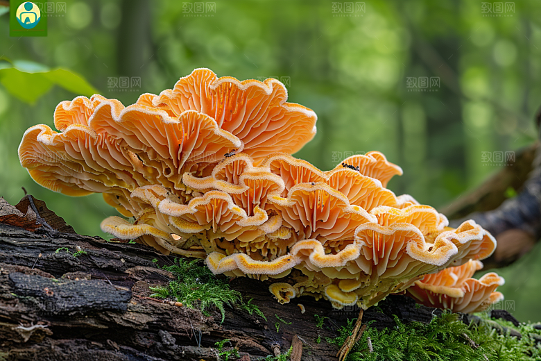 菌菇鲜味食材摄影图