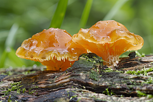 菌菇山林山珍摄影图
