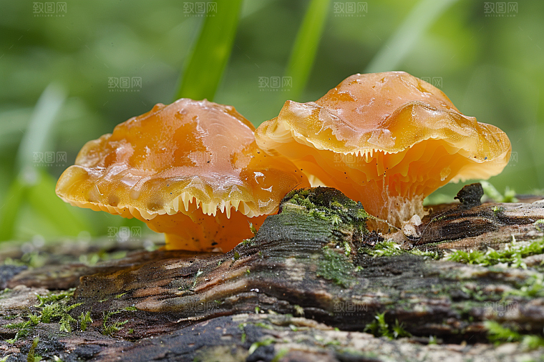 菌菇山林山珍摄影图