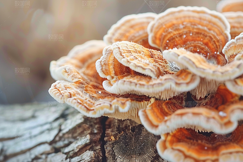 菌菇食材蘑菇摄影图