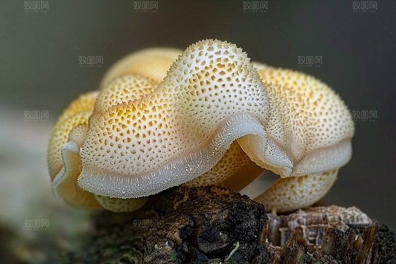 菌菇菌类食材摄影图