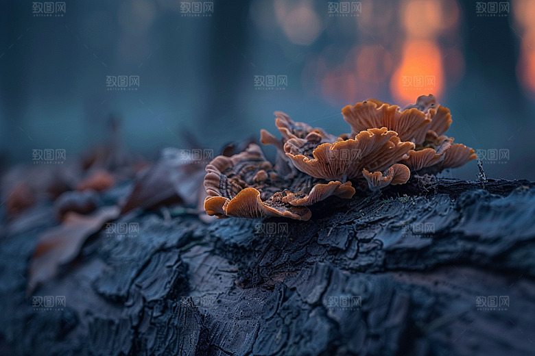 菌菇菌类高清摄影图
