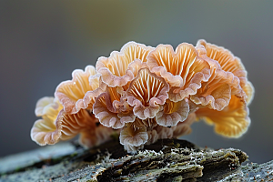 菌菇山野采菌子摄影图
