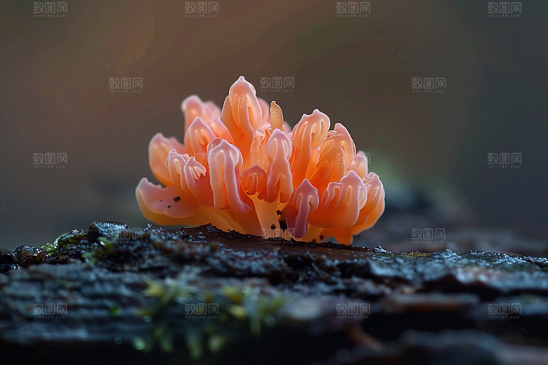菌菇新鲜云南摄影图