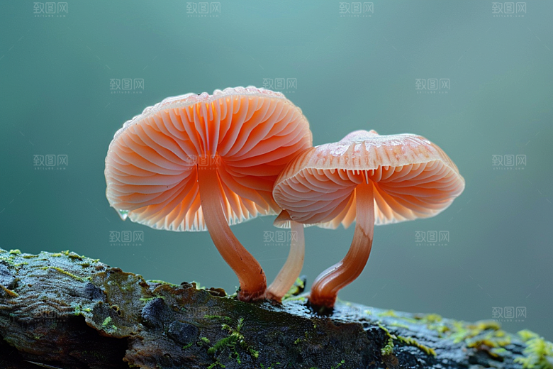 菌菇山林蘑菇摄影图