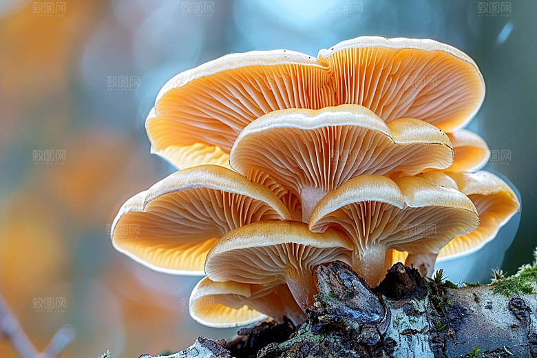 菌菇蘑菇采菌子摄影图