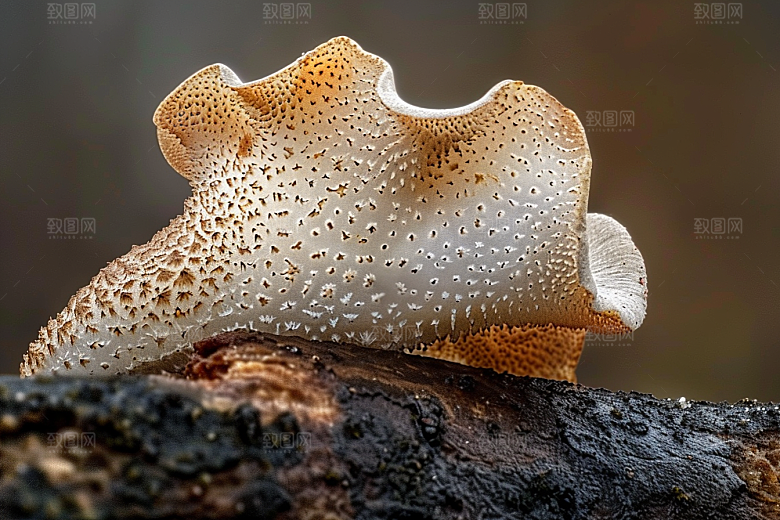 菌菇食用菌美味摄影图
