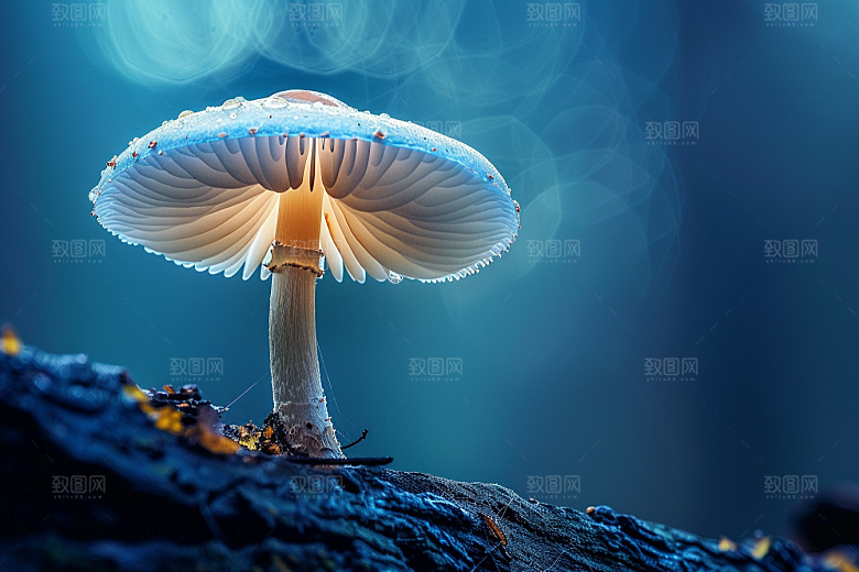 菌菇菌类山林摄影图