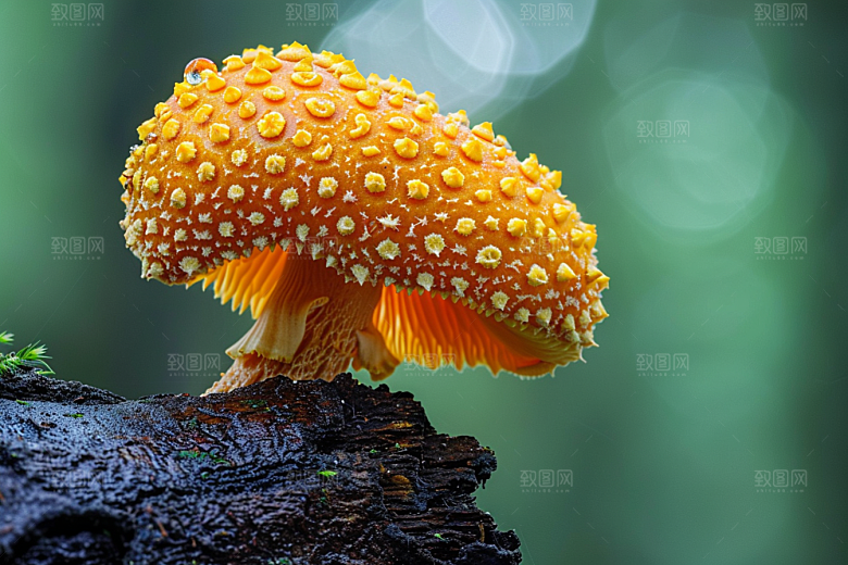 菌菇山珍新鲜摄影图