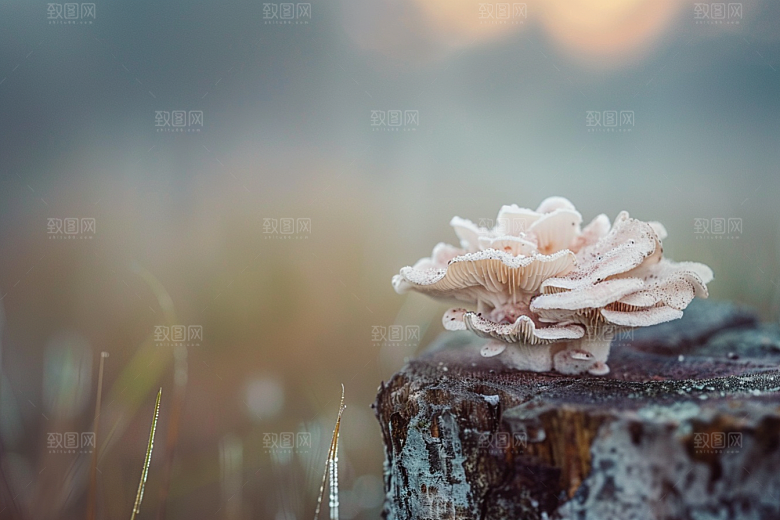 菌菇采菌子山野摄影图