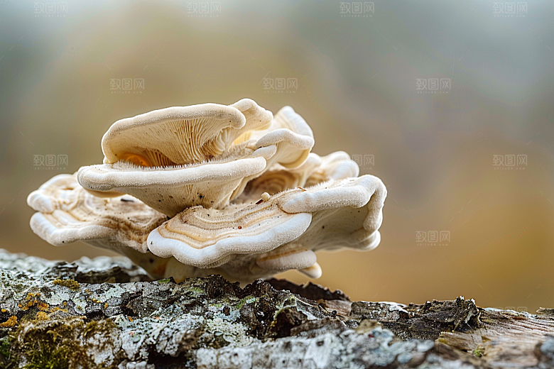 菌菇新鲜山林摄影图