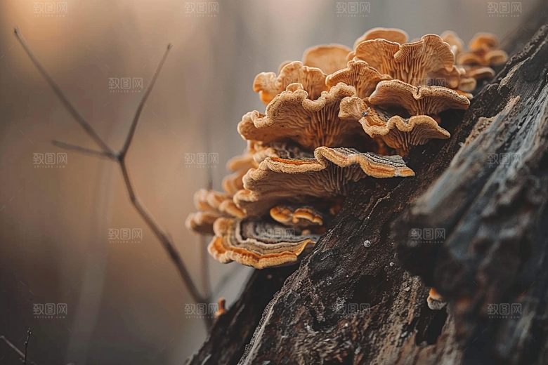 菌菇食用菌菌类摄影图