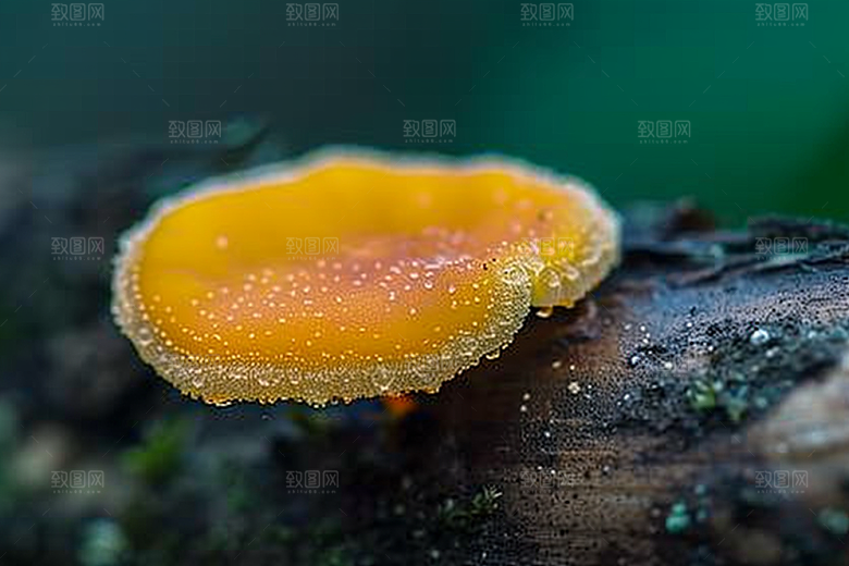 菌菇山林菌类摄影图