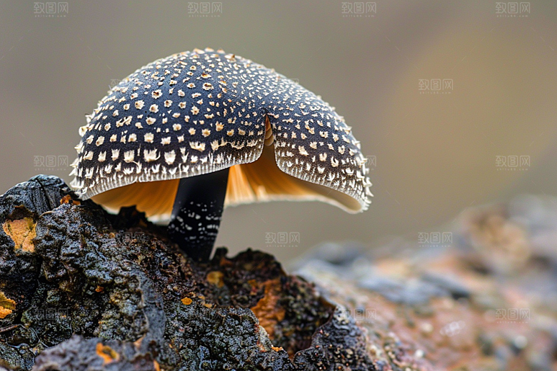 菌菇云南蘑菇摄影图