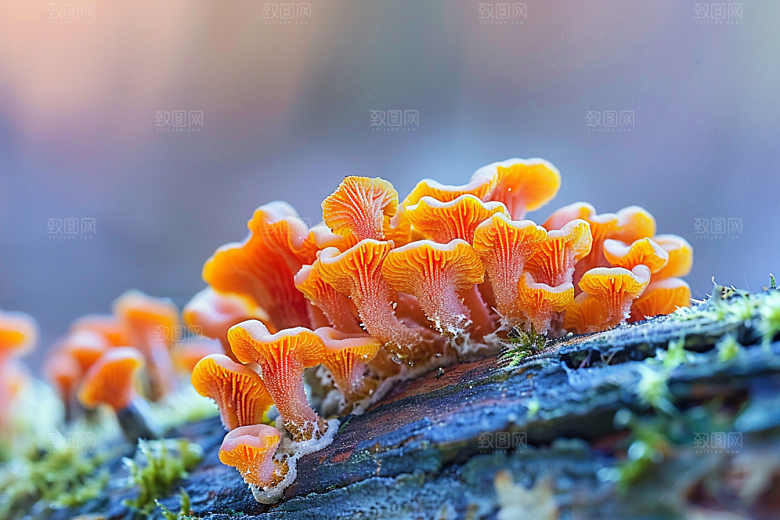 菌菇食用菌蘑菇摄影图