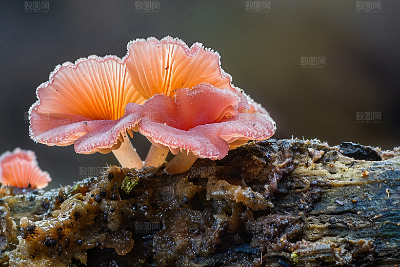 菌菇食材采菌子摄影图