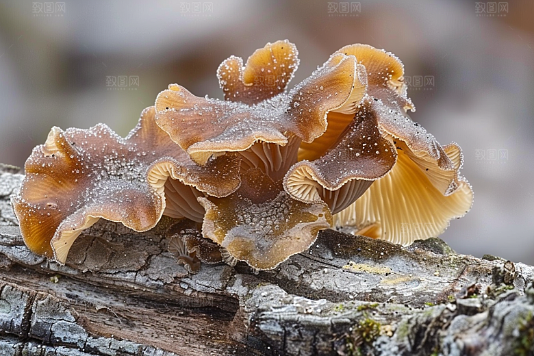 菌菇鲜味新鲜摄影图