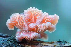 菌菇山野食用菌摄影图