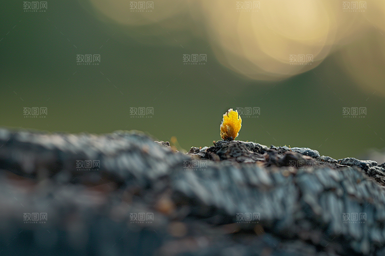 菌菇美食美味摄影图