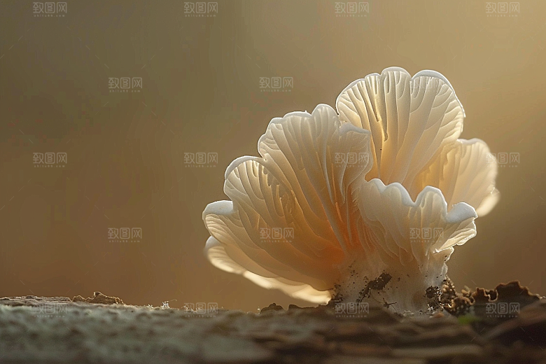 菌菇山林美食摄影图