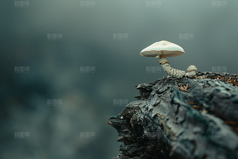 菌菇高清山珍摄影图