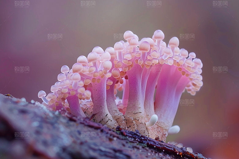 菌菇新鲜菌类摄影图