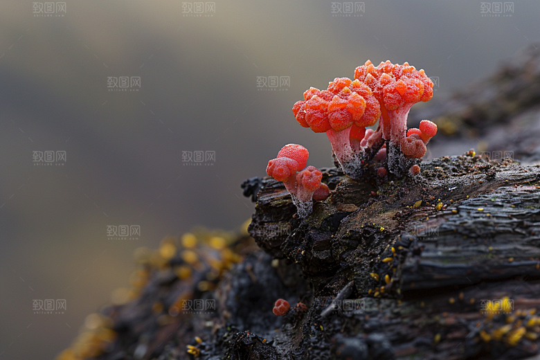 菌菇新鲜采菌子摄影图