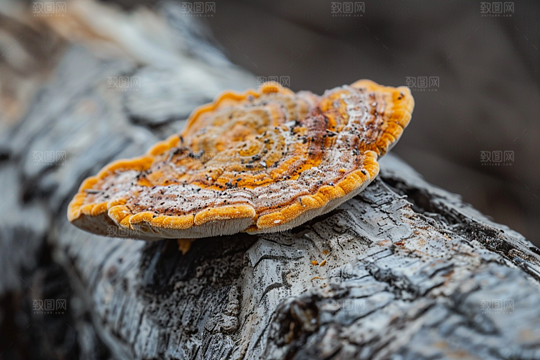 菌菇菌类新鲜摄影图