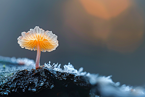 菌菇采菌子美食摄影图