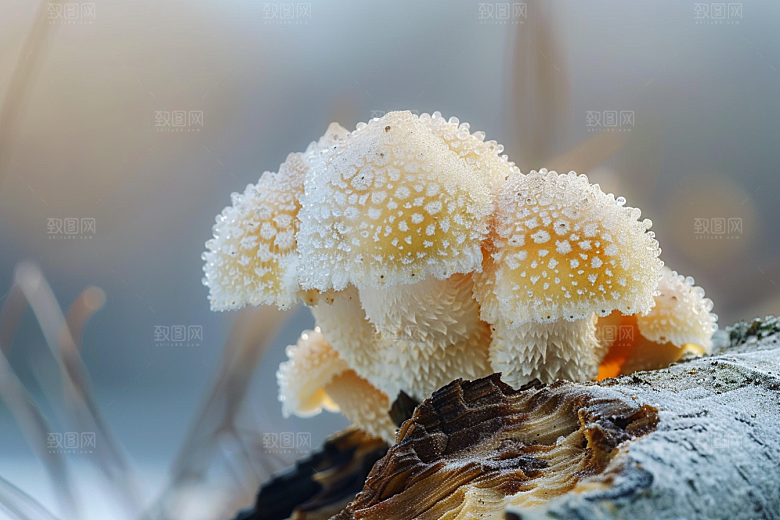 菌菇美食山珍摄影图