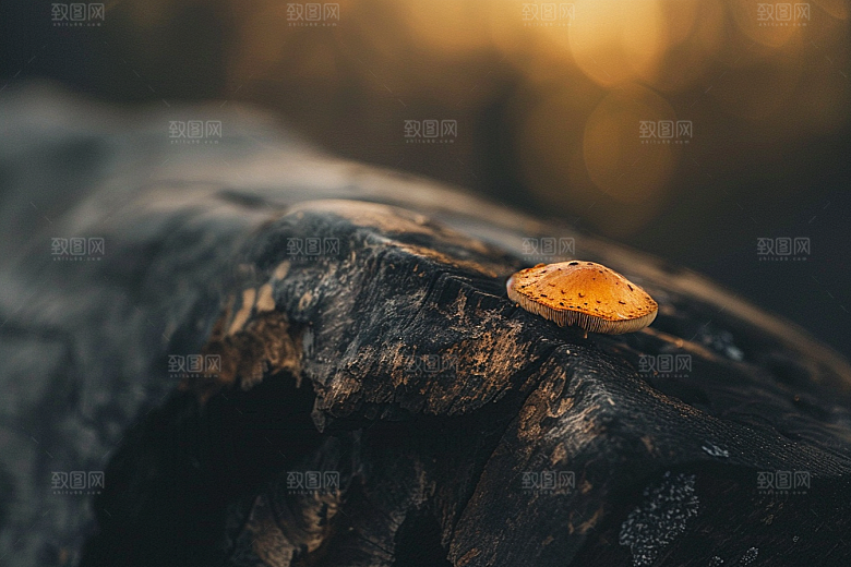 菌菇高清食材摄影图